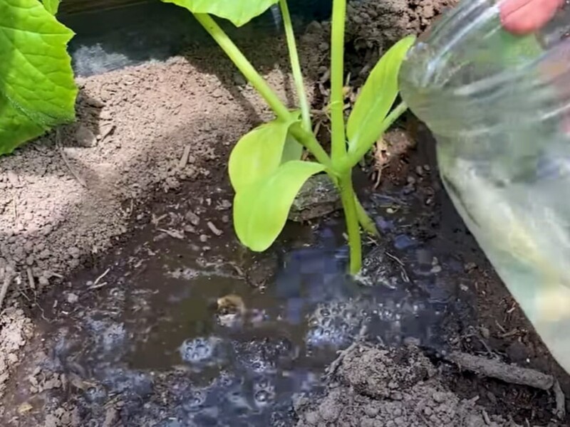 Огірки відразу підуть у ріст після цього простого підживлення з дешевого аптечного препарату