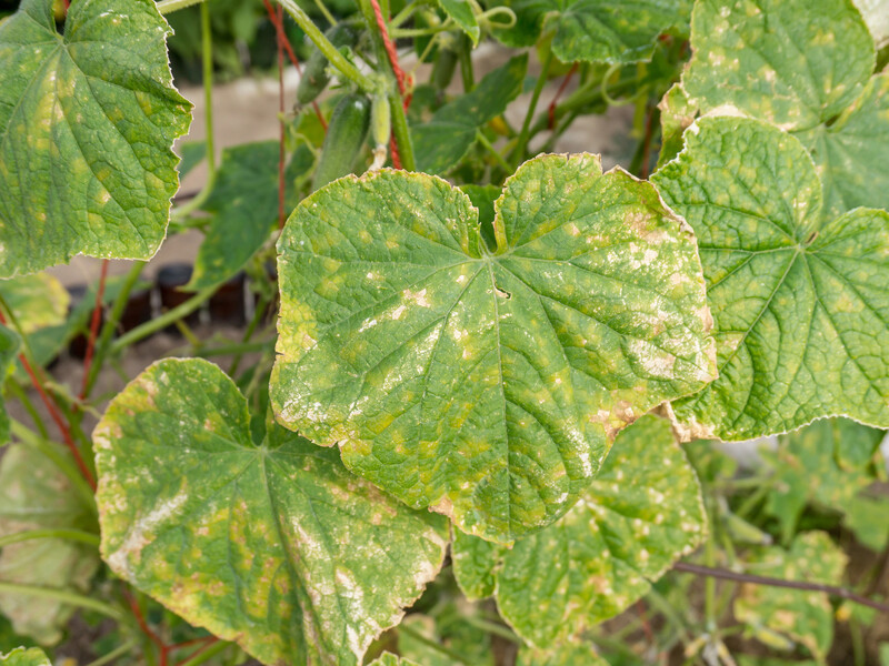 "Діє м'яко, але впевнено". Назвали дієвий засіб проти борошнистої роси