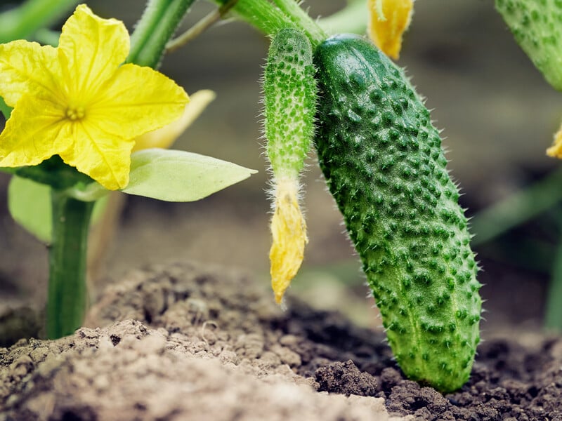 Обробіть цим листя – й огірки щедро плодоноситимуть усе літо. Рецепт трьох підживлень без хімії Обробіть цим листя – й огірки щедро плодоноситимуть усе літо. Рецепт трьох підживлень без хімії