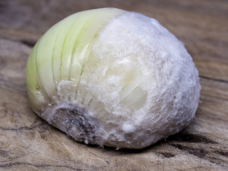 Біла гниль денця цибулі: як розпізнати небезпеку й не втратити до 70% урожаю