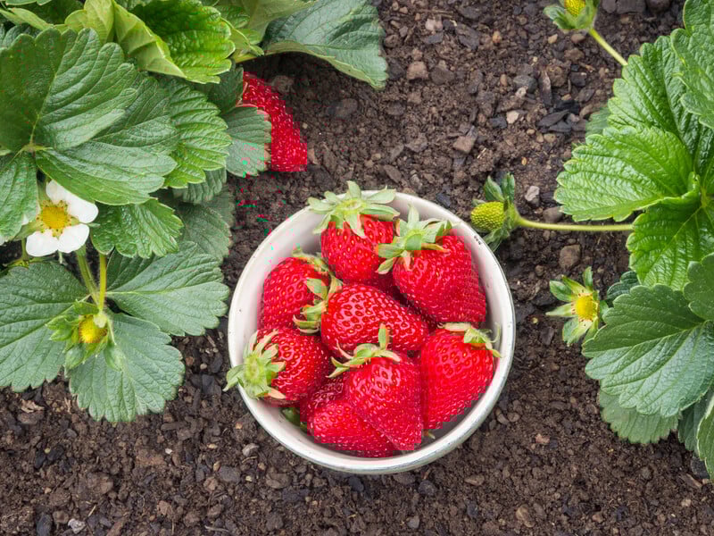 Завдяки цьому калійному добриву полуниця виросте солодка й велика. Рецепт без хімії Завдяки цьому калійному добриву полуниця виросте солодка й велика. Рецепт без хімії