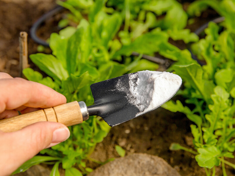 Секрет солодких помідорів, боротьба з бур'янами та ще вісім варіантів використання соди в саду