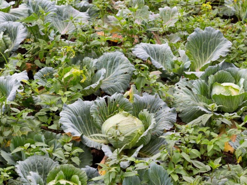 Внесіть у травні це добриво без хімії – і капуста зав'яже великі качани. Рецепт ефективного підживлення Внесіть у травні це добриво без хімії – і капуста зав'яже великі качани. Рецепт ефективного підживлення