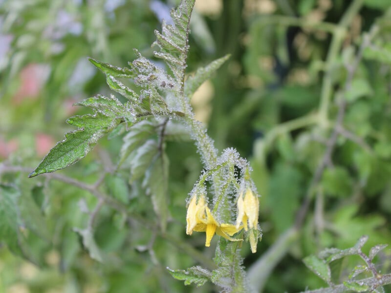 Цей наліт на томатах – не бруд. Чому його краще не чіпати руками