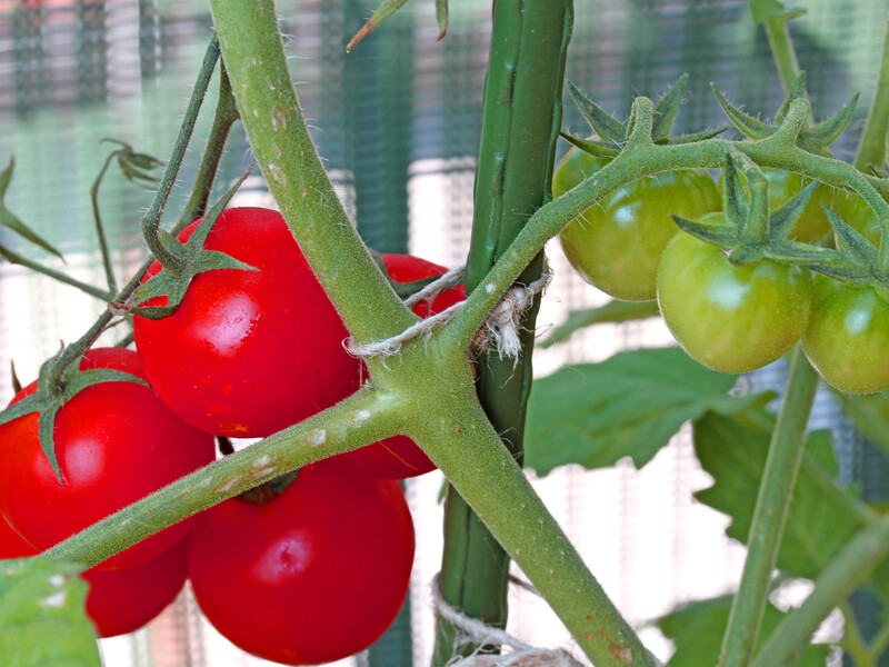 Після цього підживлення томати активно підуть у ріст і дадуть щедрий урожай. Рецепт добрива без хімії