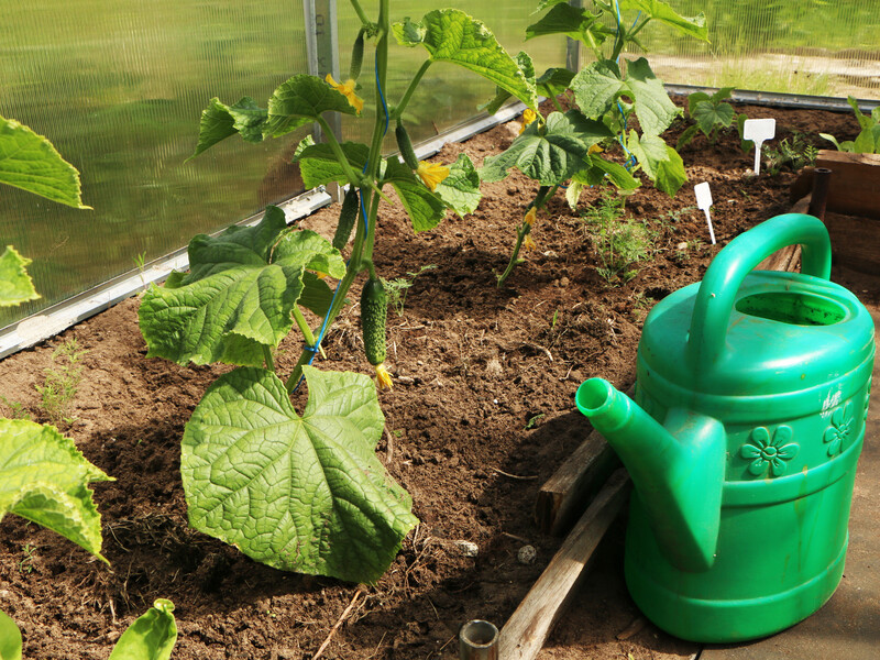 Завдяки цьому добриву огірки щедро плодоноситимуть і не деформуються. Головне – дотримуватися дозування