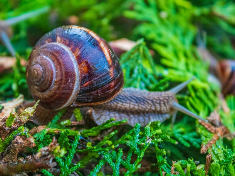 Слимаки зникли самі – садівниця знайшла рішення, яке не шкодить ні ґрунту, ні врожаю