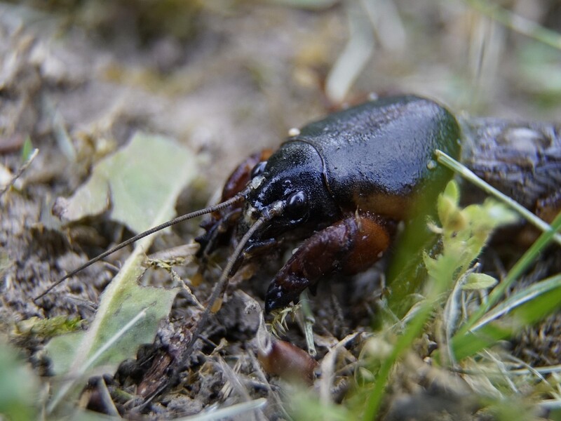 Цей простий метод допоможе позбутися ведмедок на городі