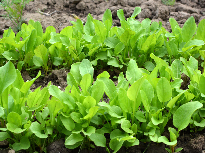 Щавель потішить урожаєм. Названо варіанти доступних добрив
