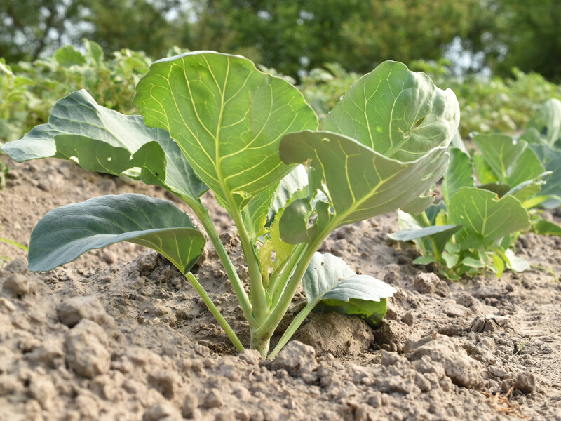 Уникайте цього сусідства на грядці – інакше головки капусти будуть маленькими й несмачними