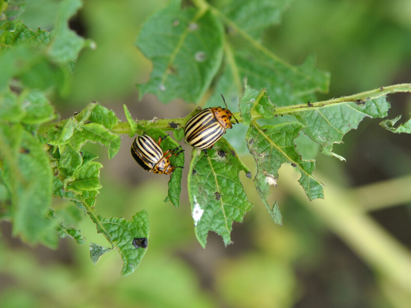 Ці препарати захистять картоплю від колорадського жука. Садівники розповіли, як ліквідувати шкідників