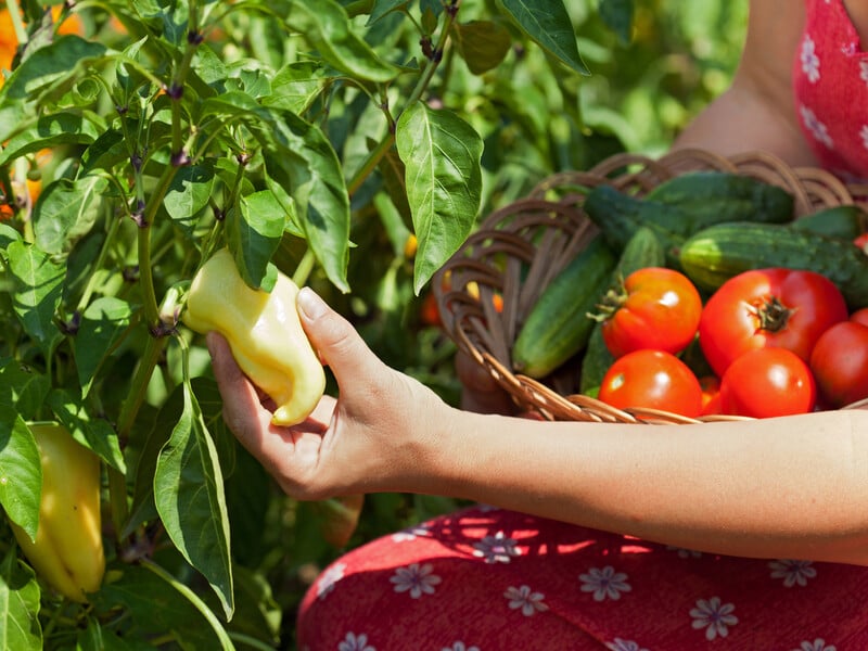 "Томати й перець ростимуть як на дріжджах". Зробіть це підживлення без хімікатів