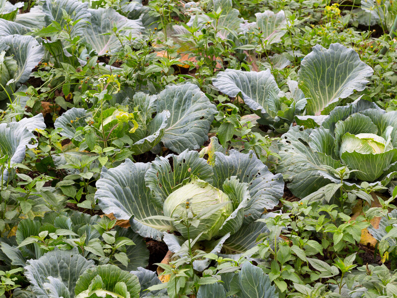 Посадіть це поряд із капустою – і вона виросте міцною, соковитою й дасть щедрий урожай