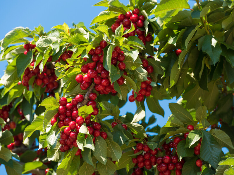 Не робіть цього із пристовбурним колом – і від вашої вишні не піде дика поросль