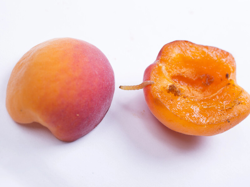 Зробіть це – і за годину черв'яків у черешнях не буде. Лайфхак