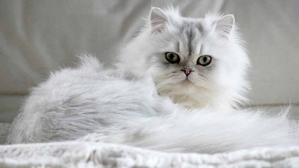 Срібна шиншила: краса, грація та лагідний характер