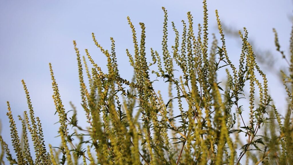 Коли починає цвісти амброзія: періоди цвітіння