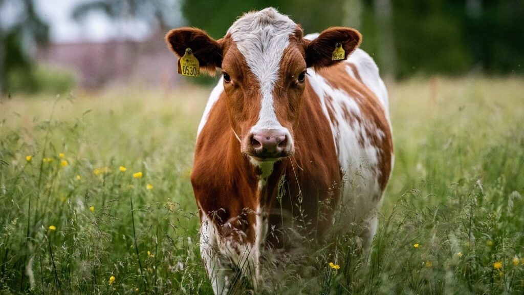 Дотація на корів 2025: як отримати 7 тис. грн на утримання великої рогатої худоби