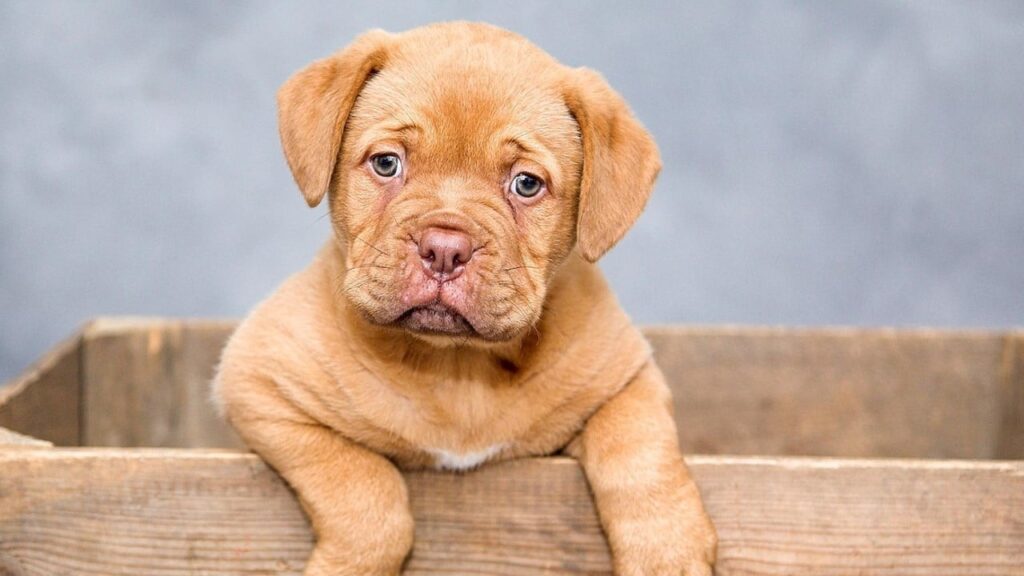 Собаки допомагають людям боротися з раком: як тварини відкривають шлях до нових ліків