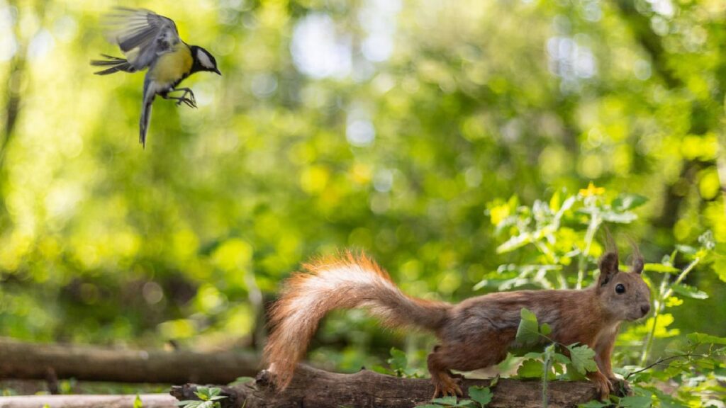 Дощі, місцями грози та похолодання: якою буде погода наступного тижня