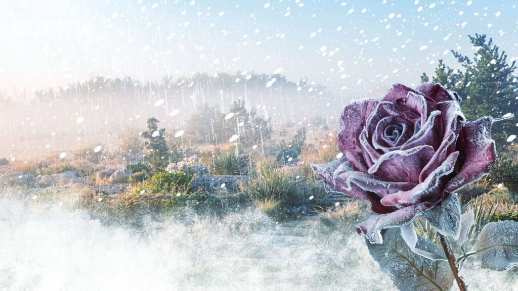 Похолодання, дощі та заморозки: погода на наступний тиждень