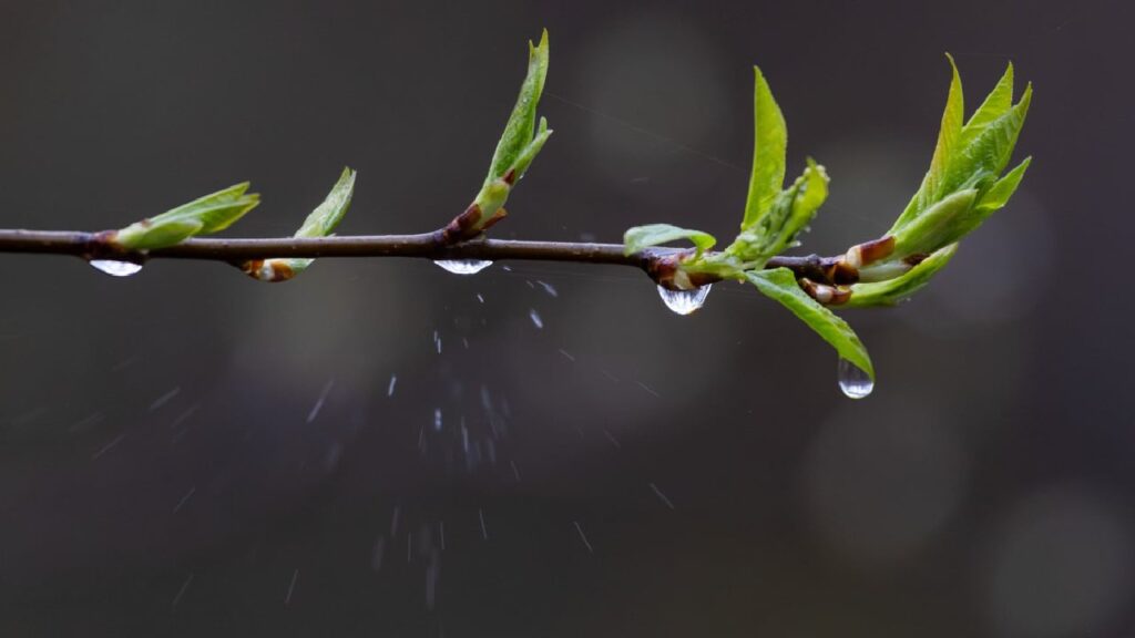 На початку тижня грози, наприкінці потеплішає: прогноз погоди від Наталії Птухи