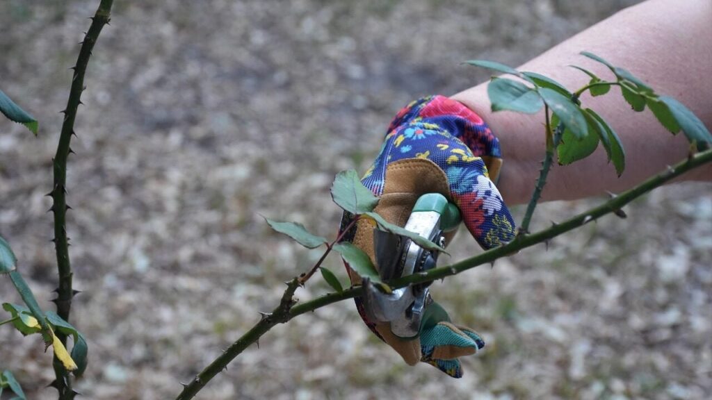 Рослини можуть “кричати від болю”, коли вони відчувають стрес — дослідження