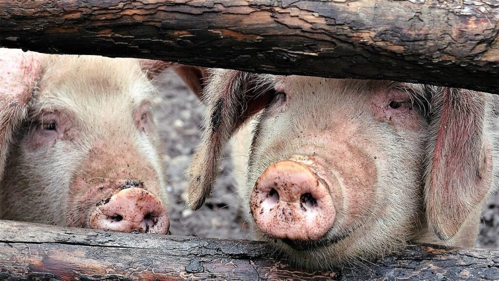 Африканська чума свиней в Україні: з початку року зафіксовано вже 37 спалахів