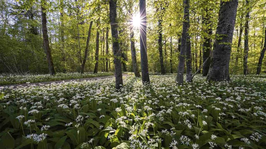 Яке свято 10 травня 2025 та навіщо цього дня ходили до лісу