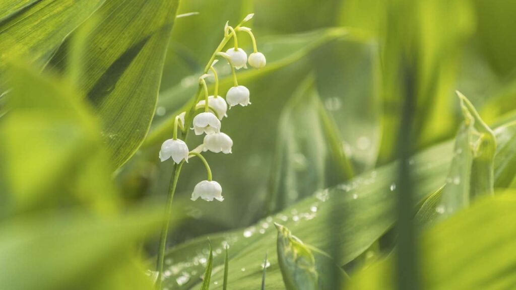 Яке свято 2 травня та як не накликати на себе бідність