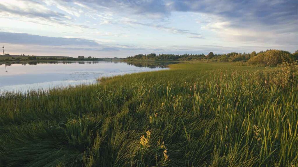Яке свято 30 травня 2025 та чому заборонено ходити до лісу Яке свято 30 травня 2025 та чому заборонено ходити до лісу