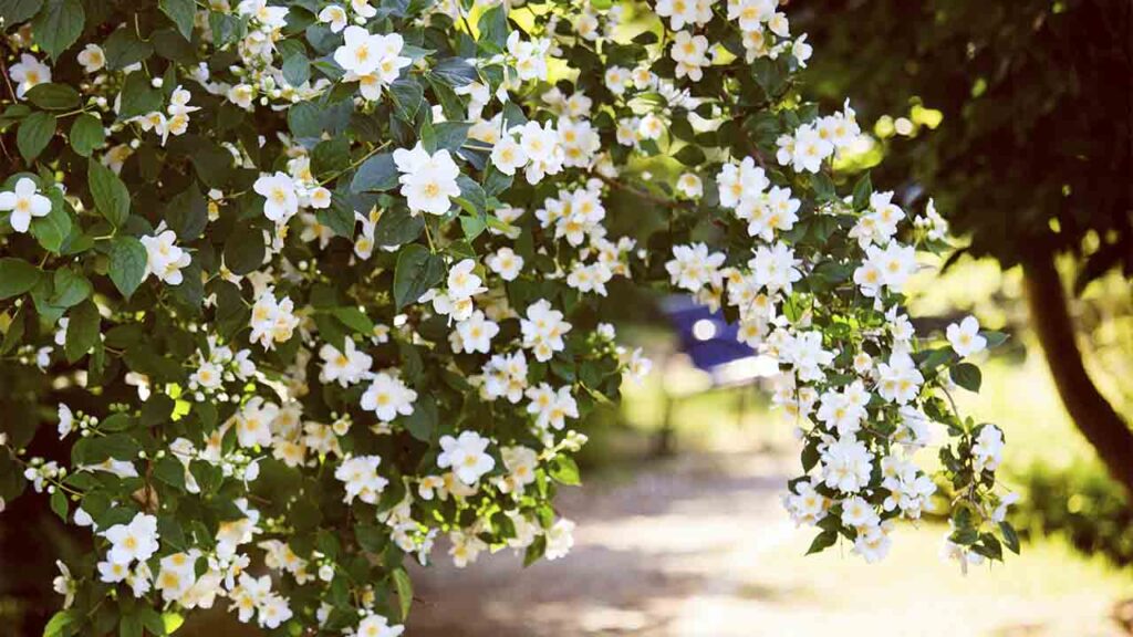 Яке свято 14 травня 2025 та яка погода віщує гарний врожай