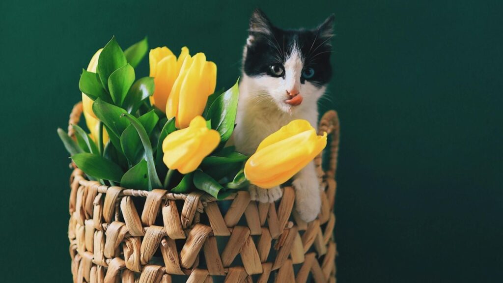 Яке свято 19 травня 2025 року: приділіть увагу здоровʼю та близьким