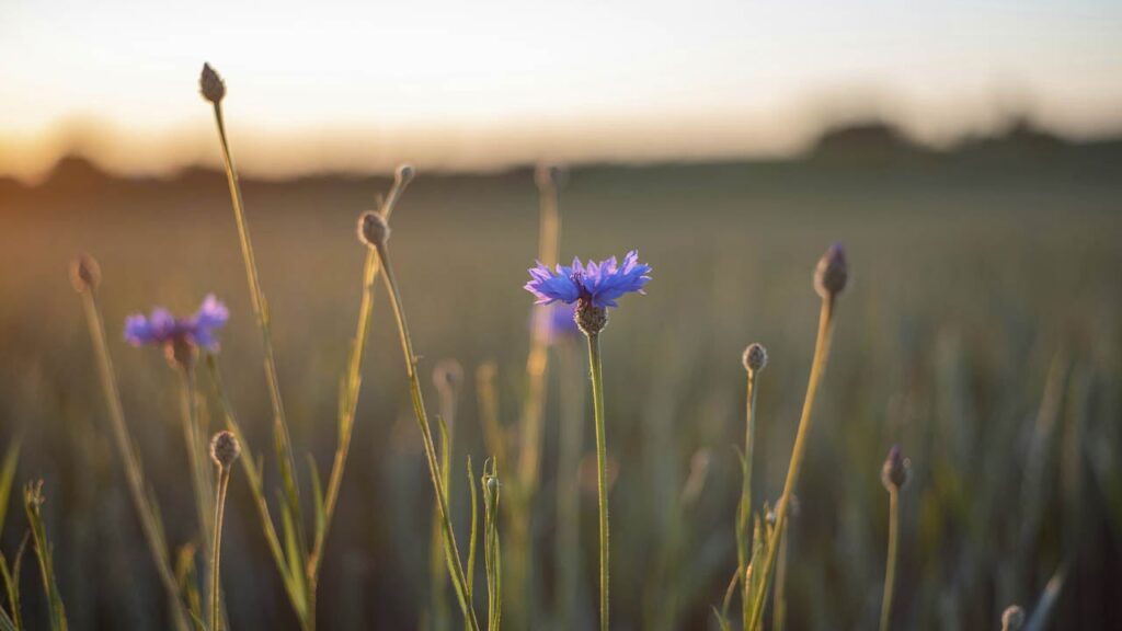 Яке свято 22 травня 2025 та що принесе удачу цього дня