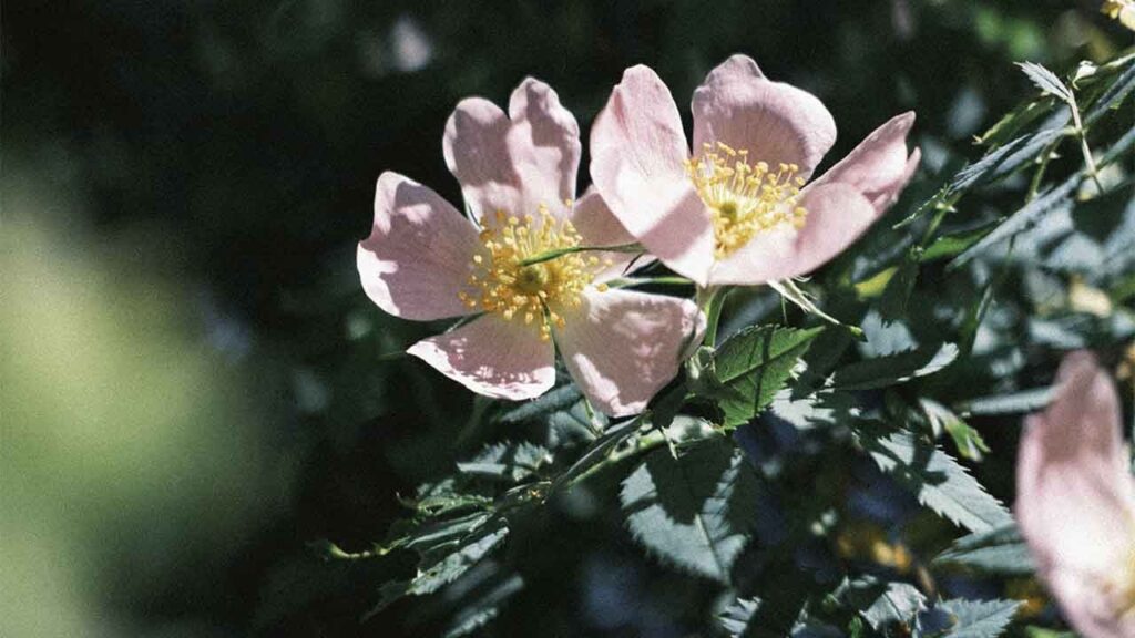 Яке свято 24 травня 2025 та яка погода віщує врожайне літо