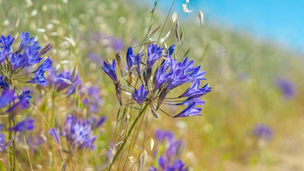 Яке свято 29 травня 2025 та чому не слід стрибати по землі