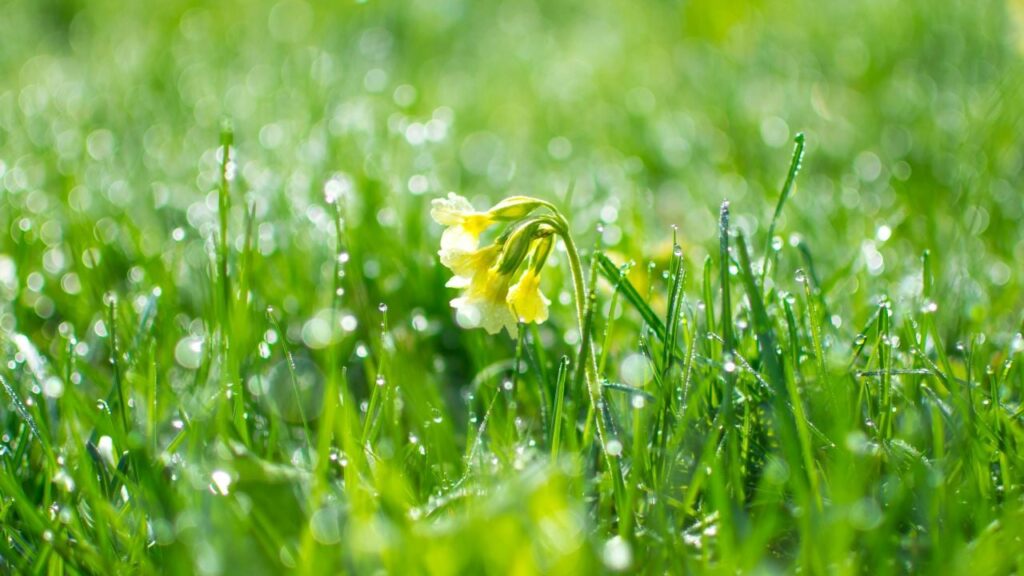 Яке свято 3 травня 2025 та чому подружжю не можна сваритися