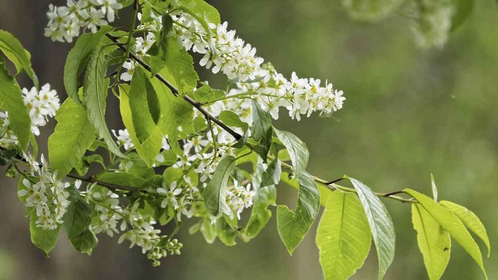 Яке свято 4 травня та чому сьогодні потрібно зробити добру справу