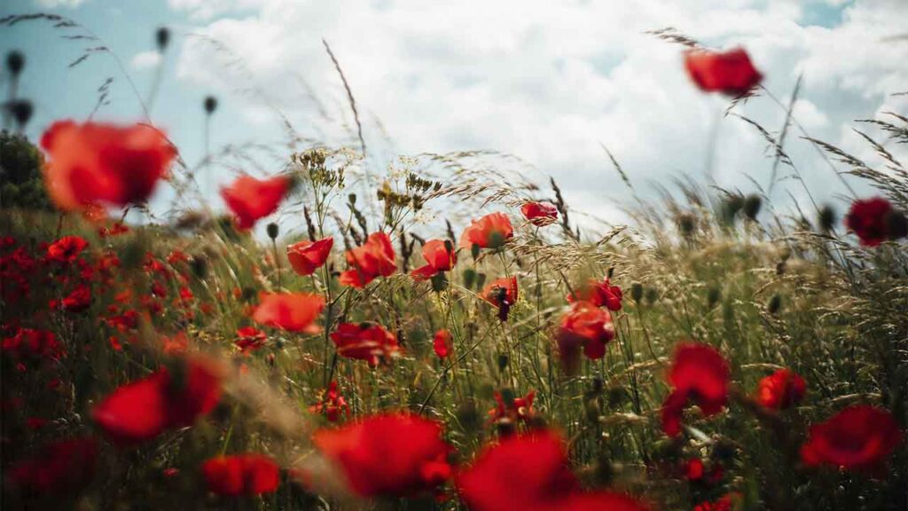 Яке свято 8 травня 2025 та навіщо цього дня пекли пироги