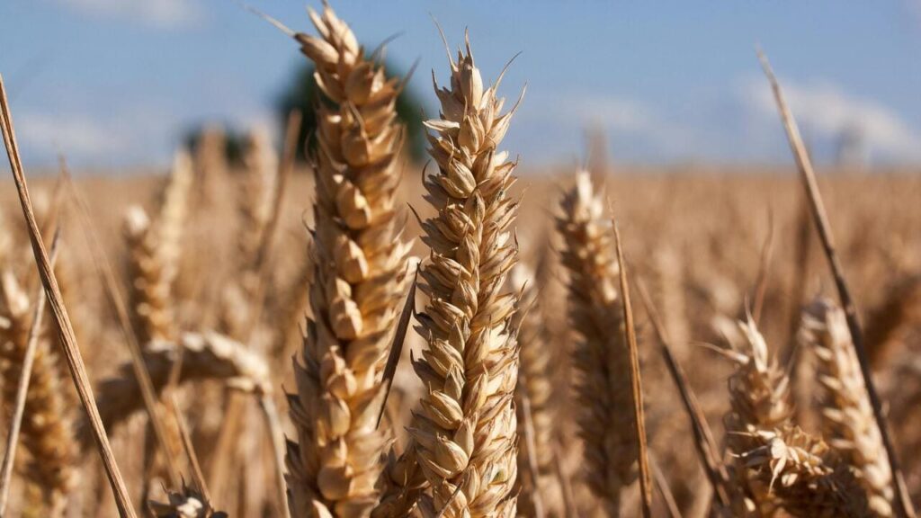 Завершення торговельної угоди з ЄС: чого чекати Україні після 5 червня 2025 року