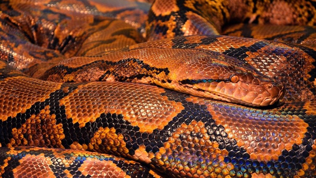 В Індії понад 100 дітей захворіли через мертву змію в шкільному обіді