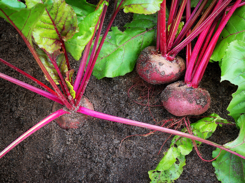 Зробіть це влітку – і буряк виросте великим і соковитим. Два найкращі підживлення для коренеплодів