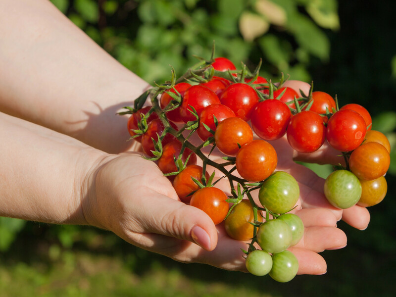Перше підживлення томатів для цукристих плодів. Як дати розсаді силу для росту