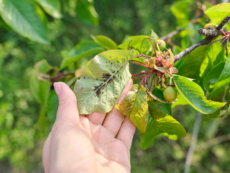 Розчиніть це у воді – і попелиця зникне назавжди. Городник без жодної хімії позбувся шкідників Розчиніть це у воді – і попелиця зникне назавжди. Городник без жодної хімії позбувся шкідників