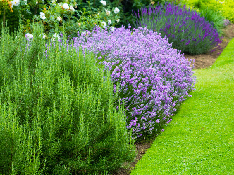 Посадили – і забули: кущі, які квітнуть усе літо й завжди мають охайний вигляд