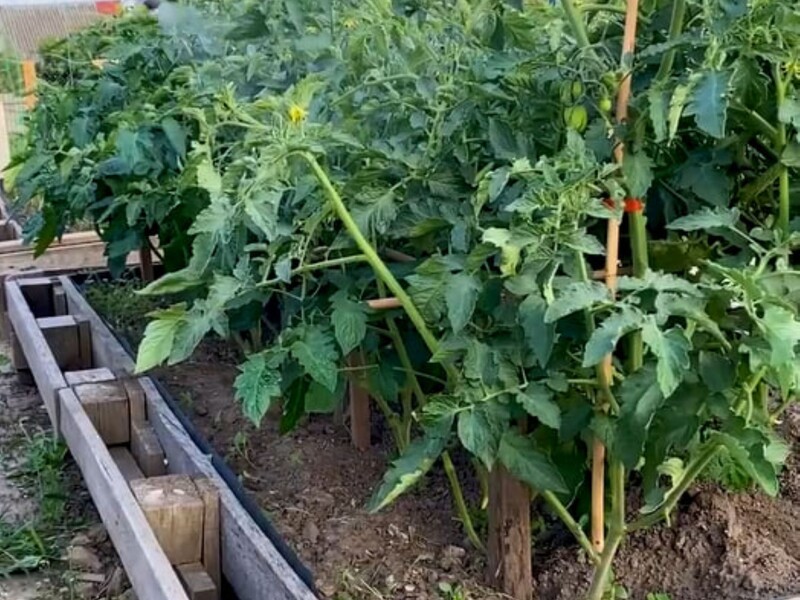 Коли народні методи безсилі, ефективний цей препарат. Названо інсектицид проти цикадки на томатах