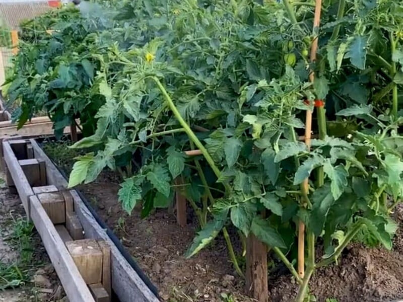 Розчиніть це у воді – і зберете щедрий урожай помідорів. Названно ефективний препарат проти чорної мошки