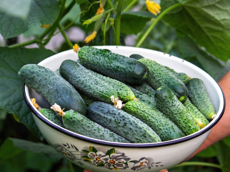 Полийте цим у червні огірки – і вони віддячать щедрим урожаєм. Народний рецепт без хімії