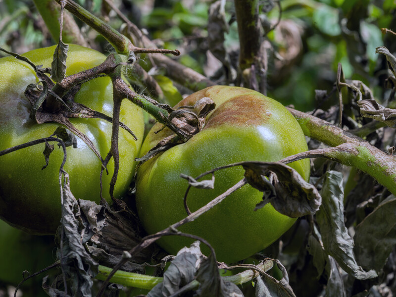 Досвідчені городники використовують це для захисту томатів від фітофтори. Зробіть так само – і буде щедрий урожай