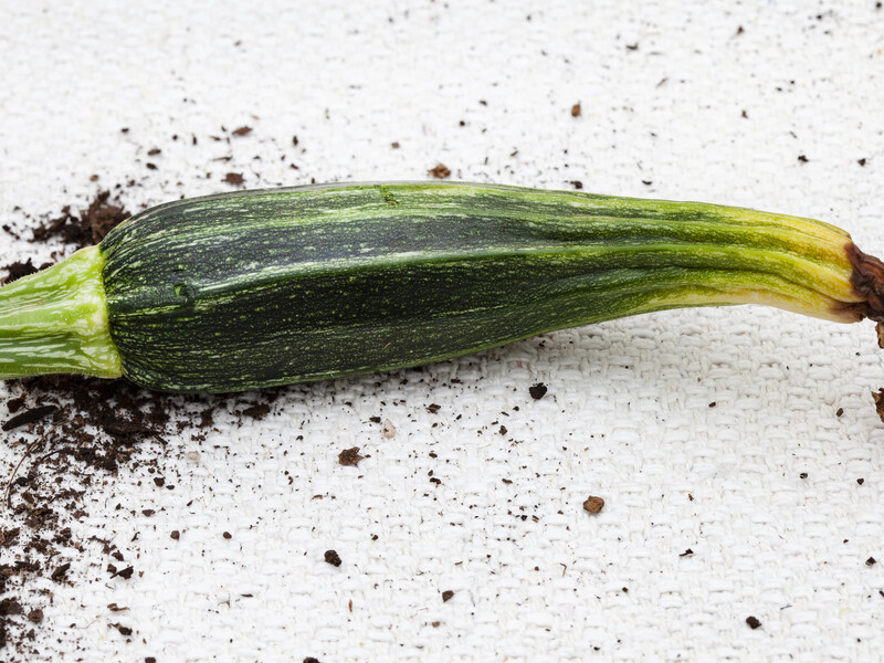 Чому цукіні в'януть і гниють із кінця? Причина в запиленні – і ви можете допомогти